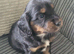 Cocker spaniel pups
