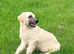 Lovely Puppy Boy (KC)