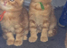 Ginger kittens