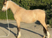 Buckskin Welsh A gelding