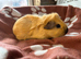 Funky baby girl guinea pigs