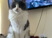 Persian Ragdoll and I can’t own a cat anymore due to my landlord please if someone wants him he’s all clear