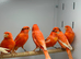 red factor Canaries
