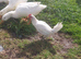 Irish Game Bird Cockerel