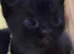 STUNNING ORIENTAL BENGAL HYBRID KITTENS 1GIRL 1 BOY RARE COATS BOTH PARENTS CAN BE SEEN READY DECEMBER