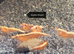 Green Jade, Golden Dream and Blue Diamond Shrimp shrimp