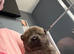 Chow chow puppies