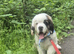 Last male Saint Bernard puppy looking for his forever home