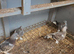 Pigeon for sale Turkish