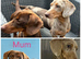 Kc miniature dachshunds