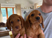 Cocker Spaniel Puppies