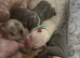 3 frenchie girl pups