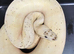 Freeway lemonblast, male for sale