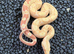 2025 male keltic raptor sharp albino