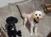 Cavapoo