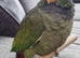 Maximilian pionus parrot