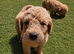 Gorgeous Labradoodle puppies