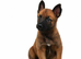 SHEPHERD PUPPIES FOR SALE
