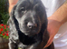 Sprocker xcocker spaniel puppies