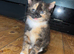 Beautiful kitten ready for new home