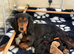 Ready to Leave KC Registered Cocker Spaniel Puppy For Sale