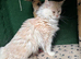 3-Year-Old White Maine Coon
