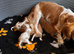 Cavalier King Charles spaniels