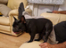 French bulldog