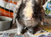 Mini lop male