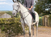 16,2 grey gelding