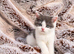 Rainbow British shorthair litter of 5