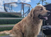 Litter of Golden Retriver puppies