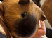Cali boar needs a friend
