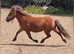 Lovely Little Gelding 8.3hh 5yo