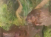 5 red belly piranhas full set up