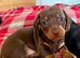 STUNNING MINIATURE SMOOCH HAIR DACHSHUND PUPPIES