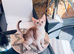 Champion BL Cinnamon Silver Abyssinian Female Available
