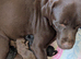 Beautiful puppies
