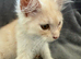 Maine coon 3/4 Cross Kittens