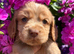 Cocker spaniel puppies