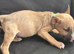 English Bull Terriers - 1 boy left