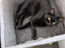Rehoming of shadow