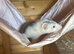Make ferret 10 weeks old