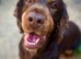 7 year old spaniel