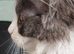 Maine coon ragdoll (Racoon)kittens only two girls left