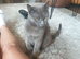 Russian blue kittens