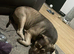 Rottweiler cross Shepherd