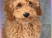 Maltipoo 8 months old.