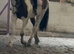Coloured Irish Sports Horse Mare