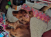 Lovely little miniature dachshund tiny girl